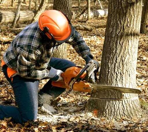 Tree Removal in Blue Eye, MO